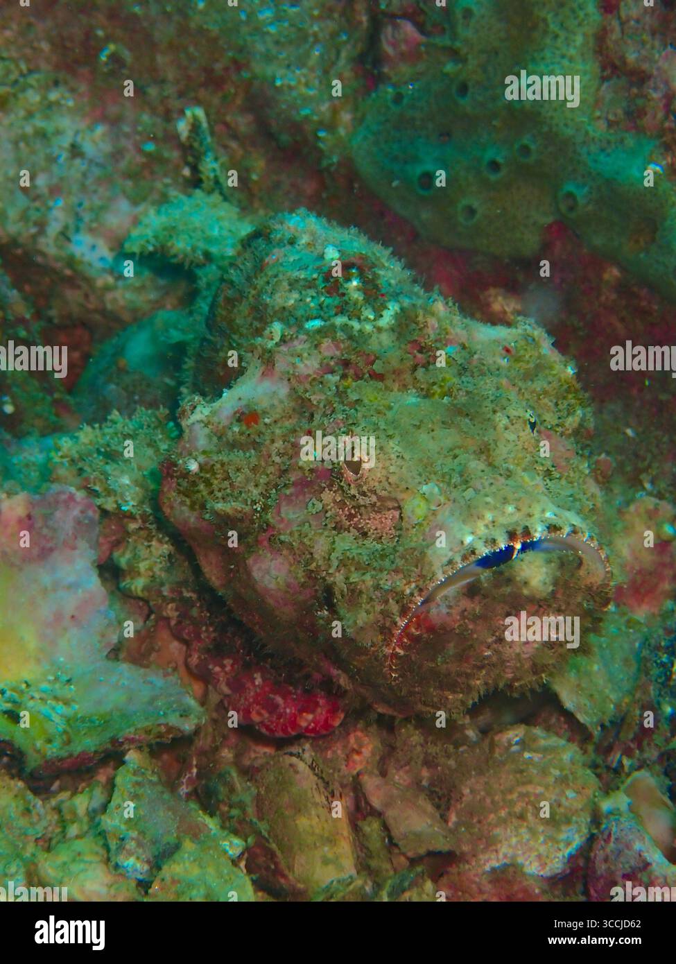 Getarnte Steinfische (Synanceia verrucosa), die auf Korallen ruhen und sich nahtlos in die Umgebung einfügen. Bekannt als einer der giftigsten Fische in der Stockfoto