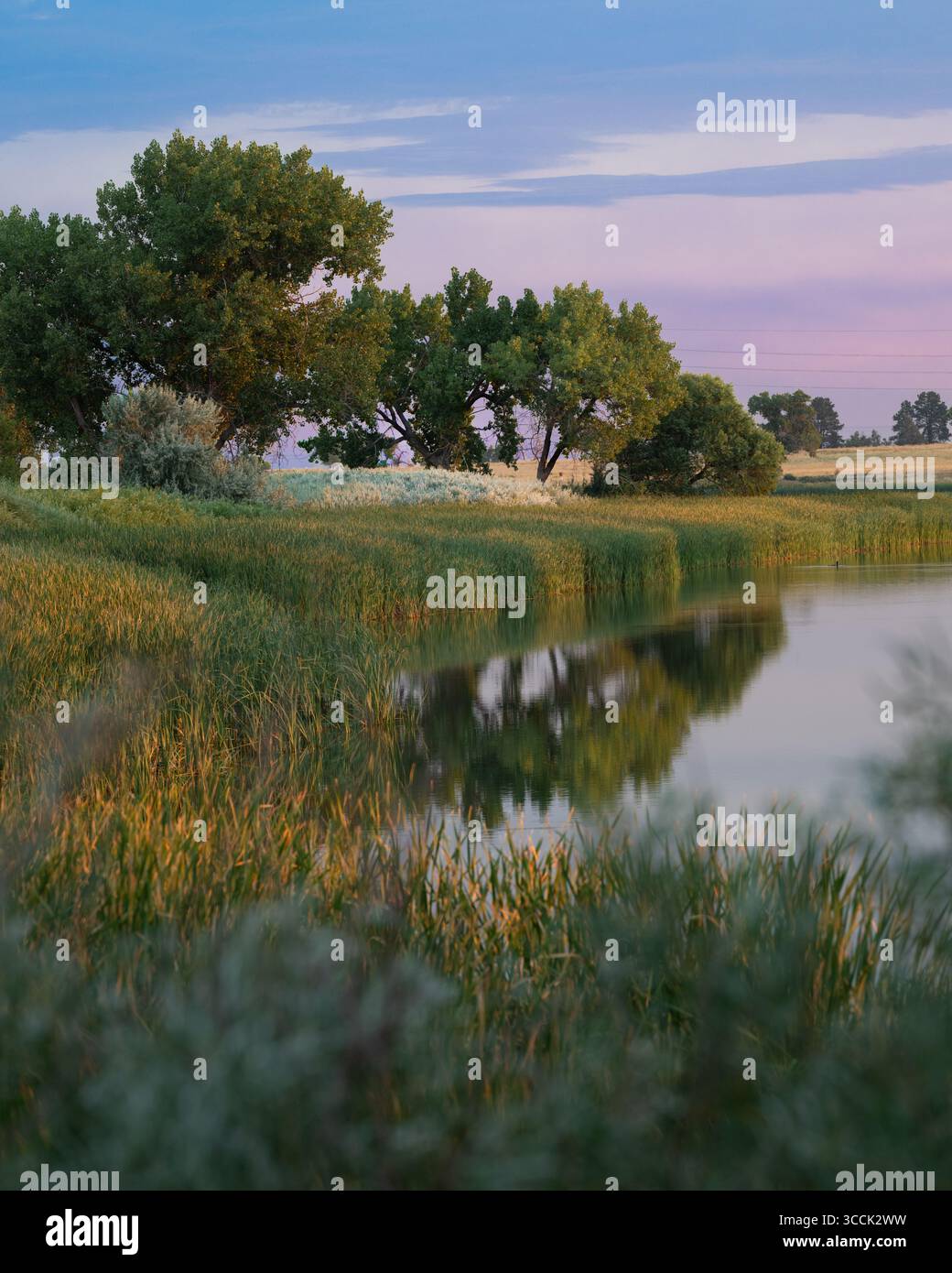 Die Farben des Sonnenaufgangs spiegeln sich im Teichwasser mit Schilf und Gräsern im Rocky Mountain Arsenal Wildlife Refuge wider Stockfoto