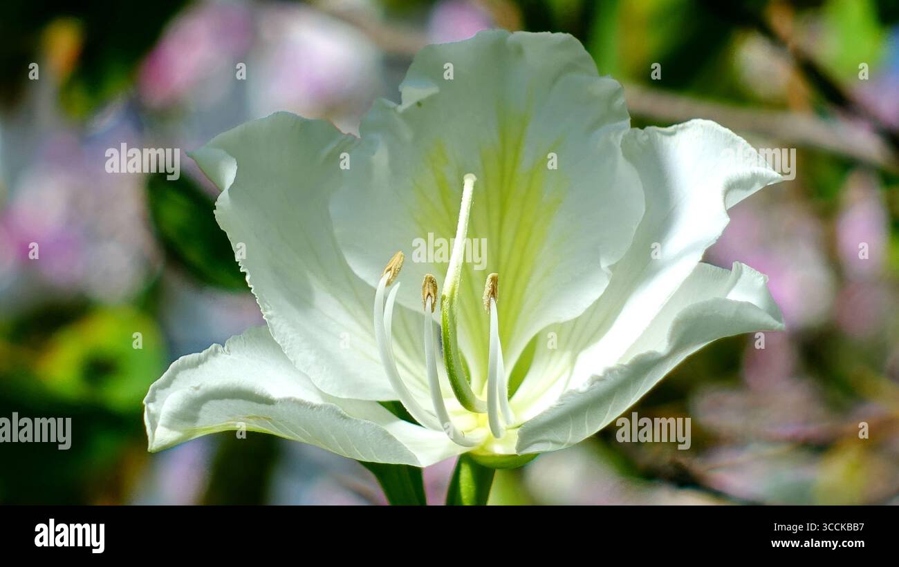Nahaufnahme einer eleganten schneeweißen Blume eines Bauhinia-Orchideenbaums auf rosa-grünem abstrakten Hintergrund Stockfoto