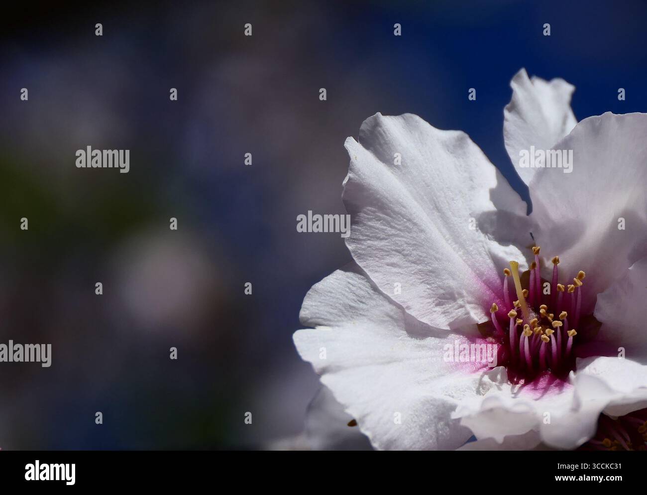 Ein gemütlicher Spaziergang entlang des Ufers des historischen Hafens von Hugh Town auf der Insel St Mary, Isles of Scilly, Großbritannien Stockfoto
