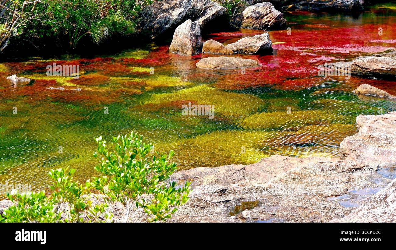 Der malerische Fluss Caño Cristales im Nationalpark Serrania de la Macarena im tropischen Kolumbien, der schönste Fluss der Welt Stockfoto
