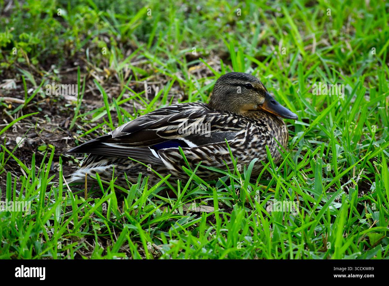 Stockente In Der Nähe Von Lake Arlington, Arlington, Texas Stockfoto