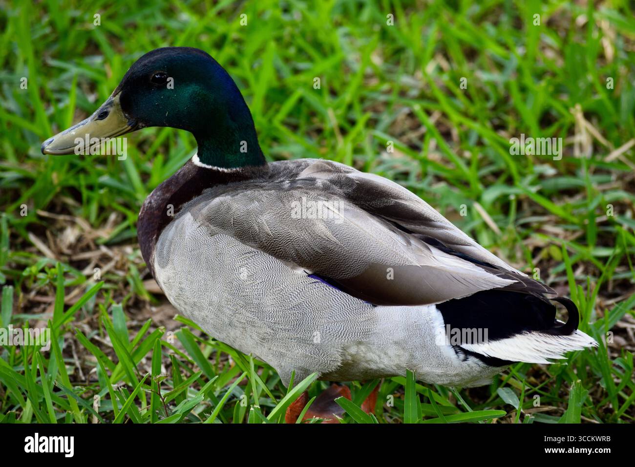 Stockente In Der Nähe Von Lake Arlington, Arlington, Texas Stockfoto