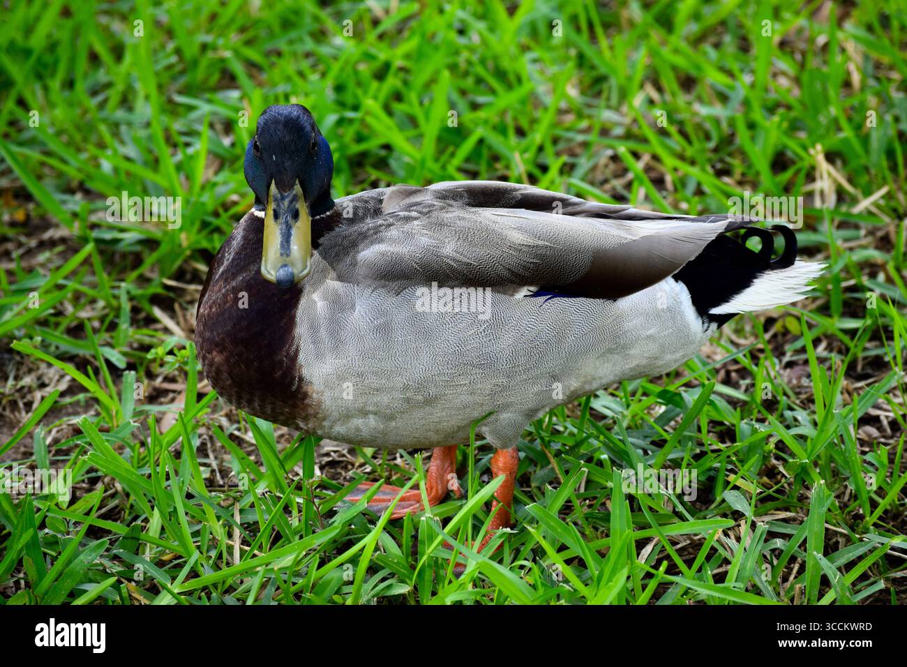 Neugierige Mallard Duck In Der Nähe Von Lake Arlington, Arlington Texas Stockfoto