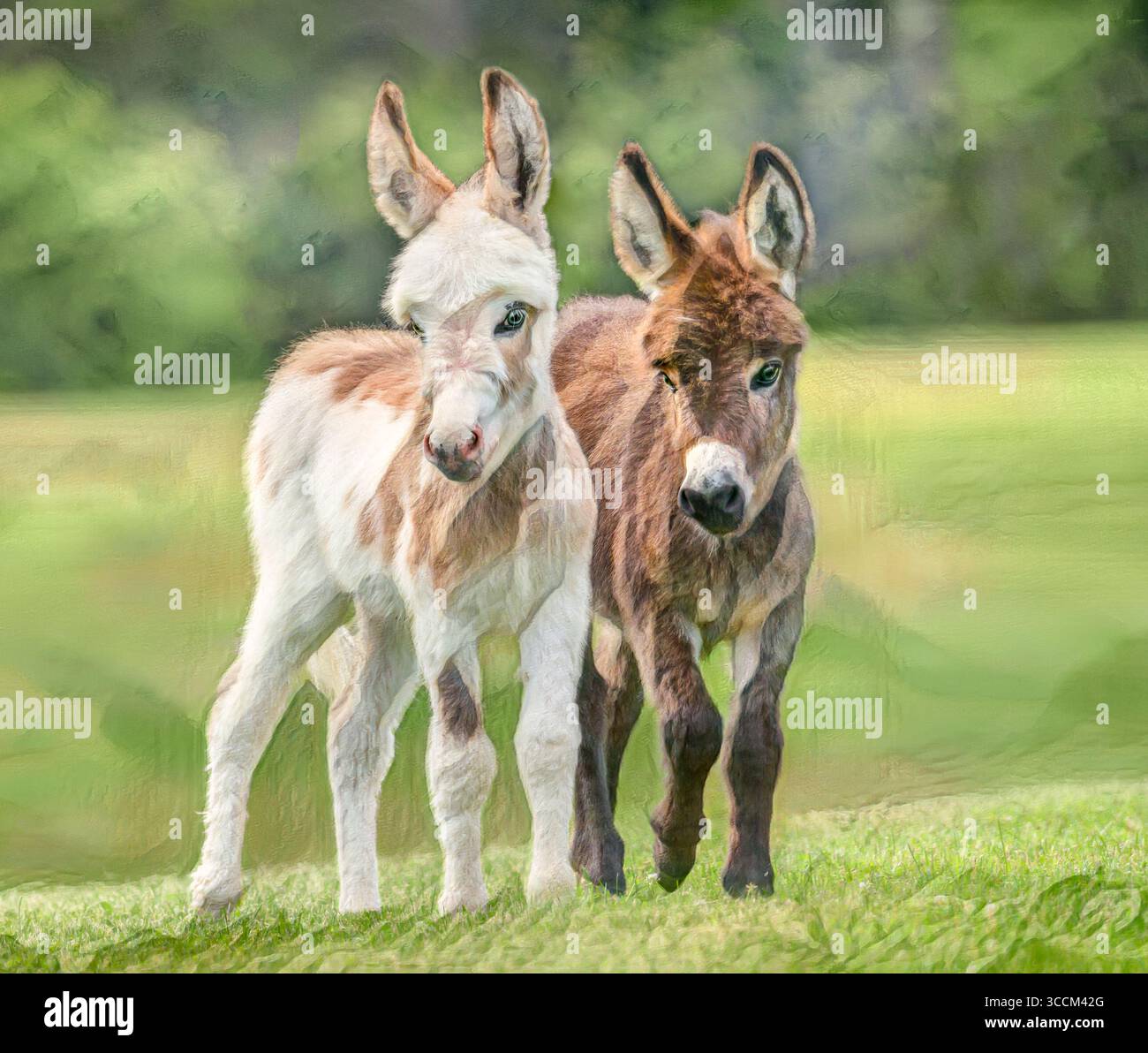 Miniatur-Esel-Fohlen-Gefährten. Stilisierte digitale Fotokunst. Stockfoto