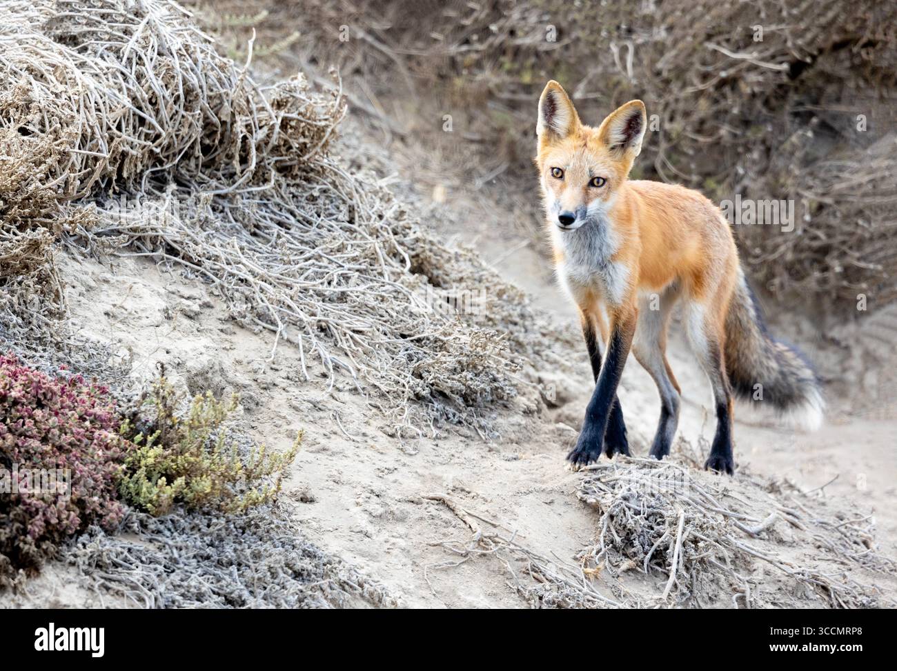 Rotfuchs Jugendlicher Vollformat Stockfoto