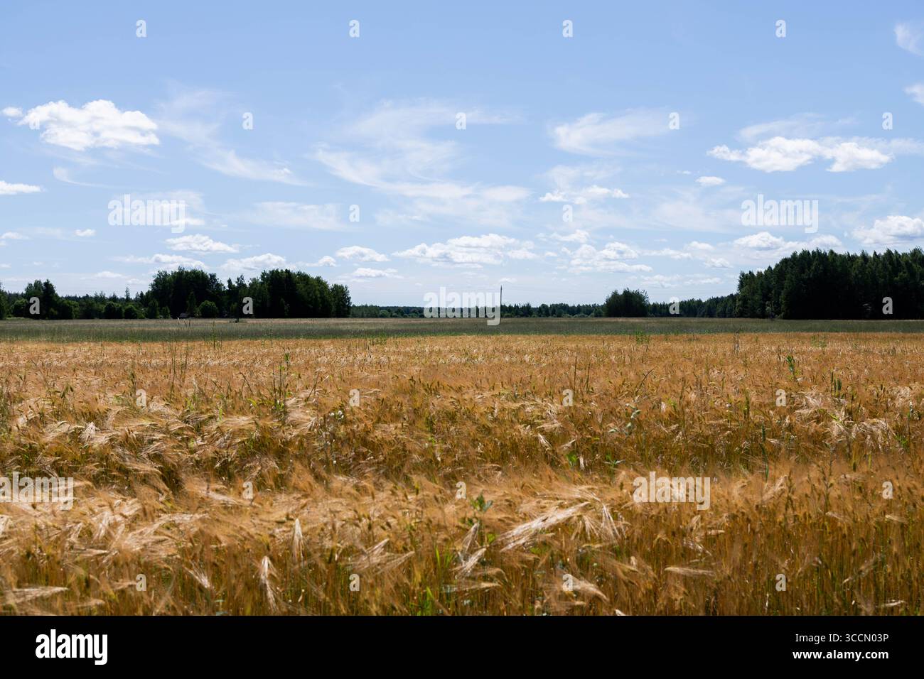 Golden Wheat Harvest Ready Gold Yellow Green Blue Sky Nahaufnahme hohe 4k Stockfoto