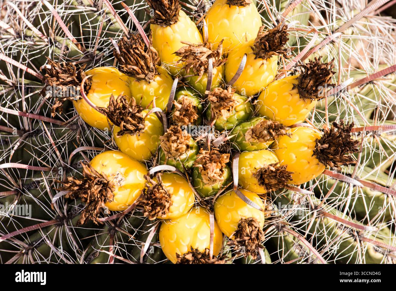 Fischhakenfässer Kaktusfrucht (Ferocactus wislizeni); Tucson, Arizona. Ferocactus wislizeni, der Fischhakenkaktus, auch Arizona Barrel cac genannt Stockfoto