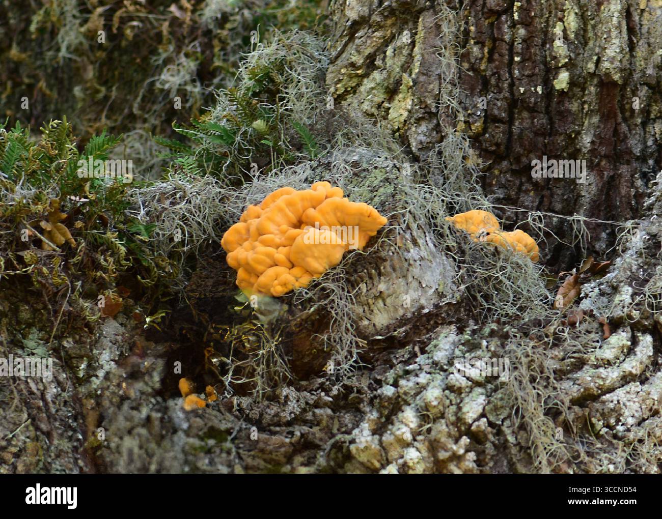 Cluster von schwefelgelben bis orangefarbenen überlappenden Schichten. Wertvolles Speisegerät. Florida. Wächst auf Live Oak. Stockfoto
