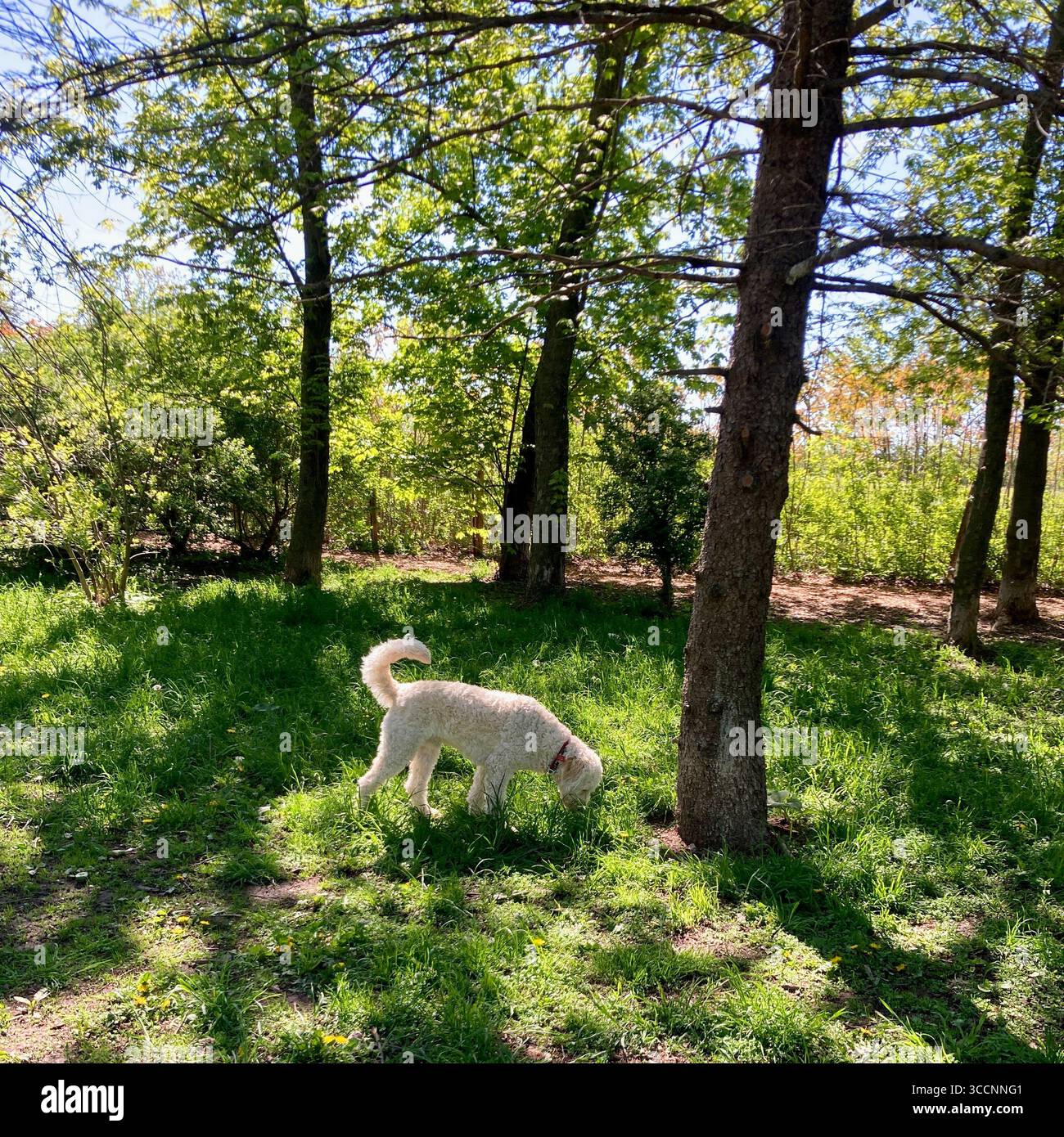 Ein Goldendoodle schnüffelt den Boden in einem Hundepark. Stockfoto