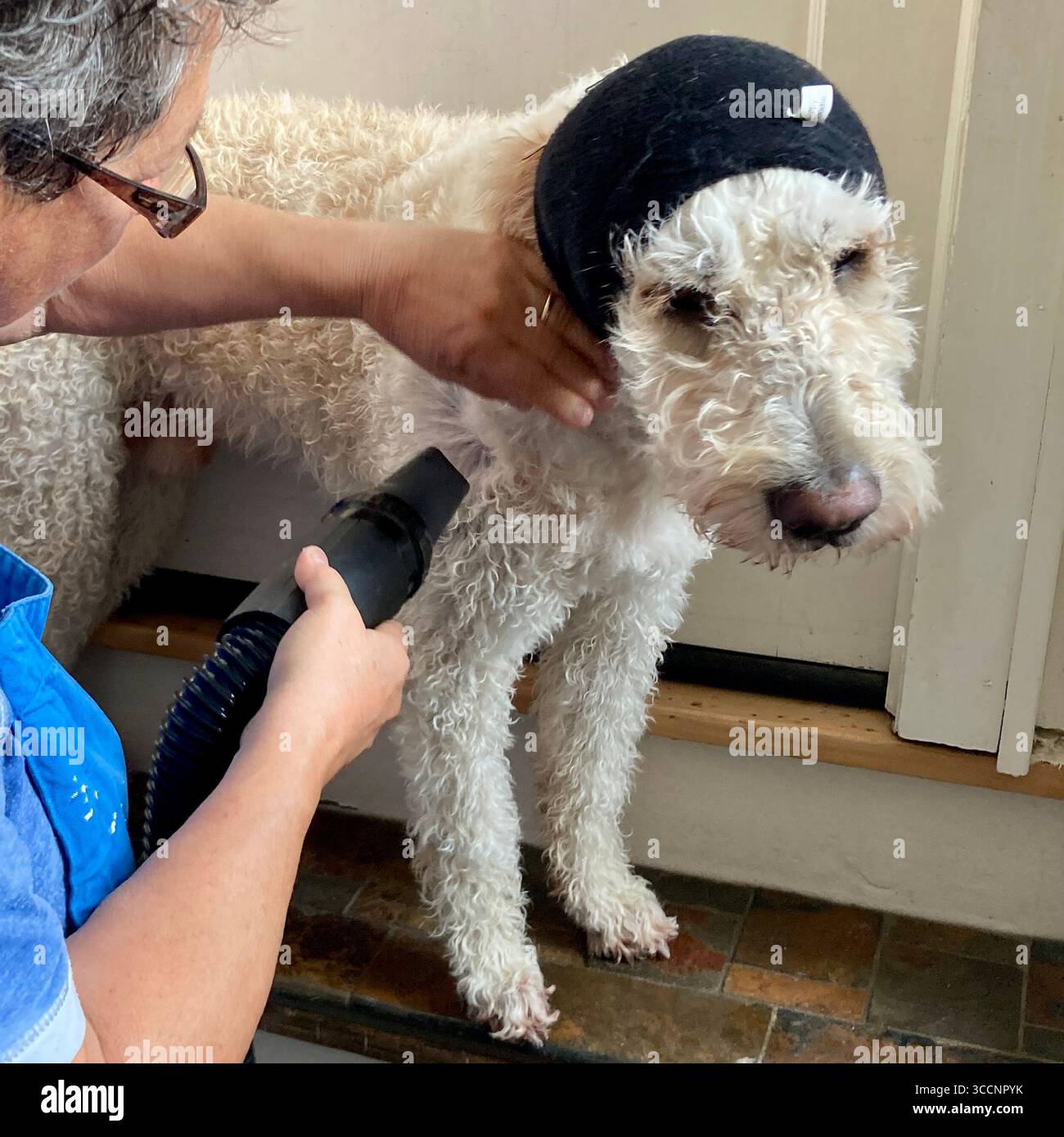 Ein Goldendoodle trägt Gehörschutz, während er sein Fell vor der Pflege trocknet. Stockfoto