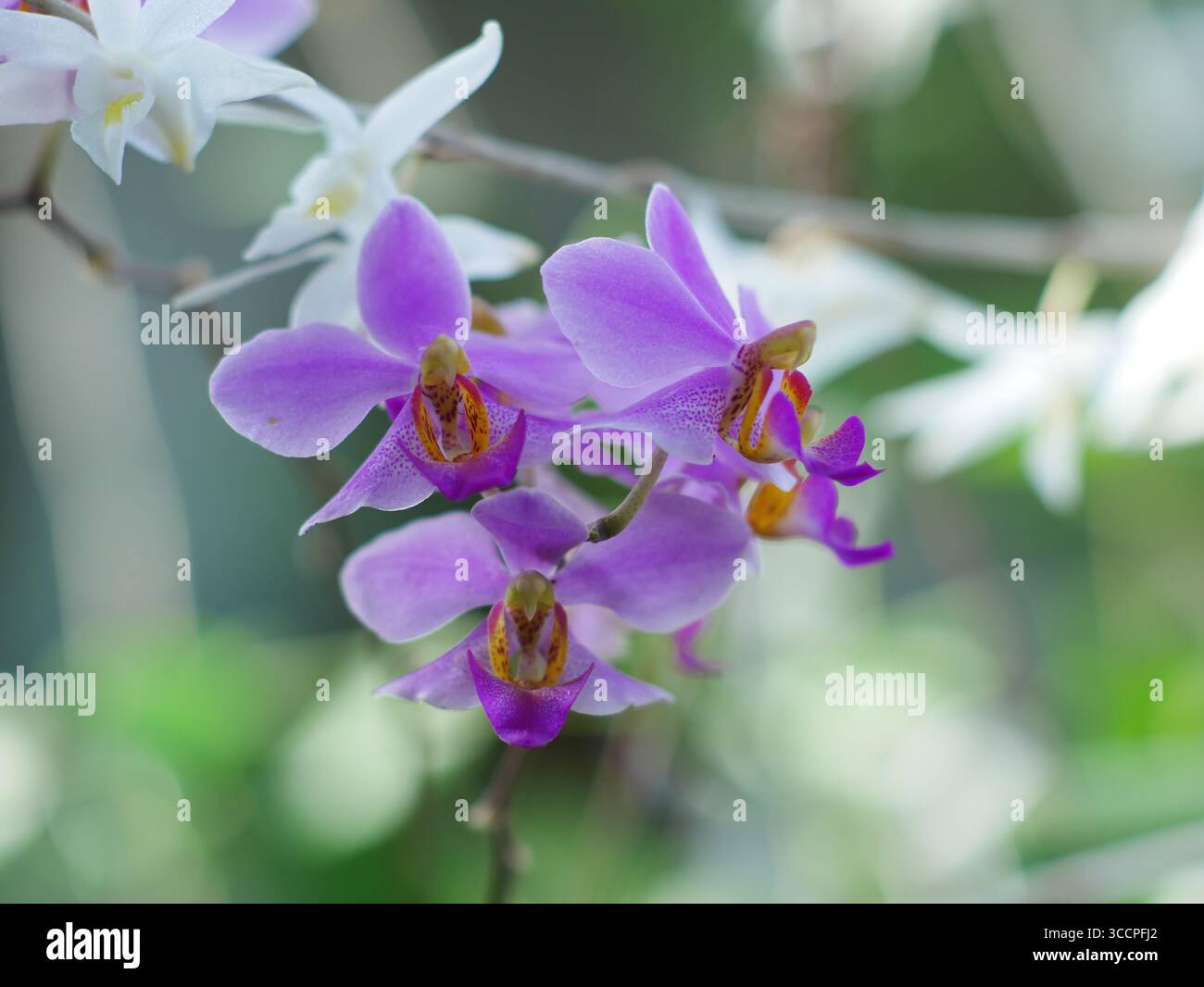 Deskripsi Singkat: Eine lebendige Nahaufnahme einer Ansammlung violetter Mottenorchideenblüten mit komplexen gelben und orangen Mittelpunkten, die gegen eine sanfte Oberfläche gestellt werden Stockfoto