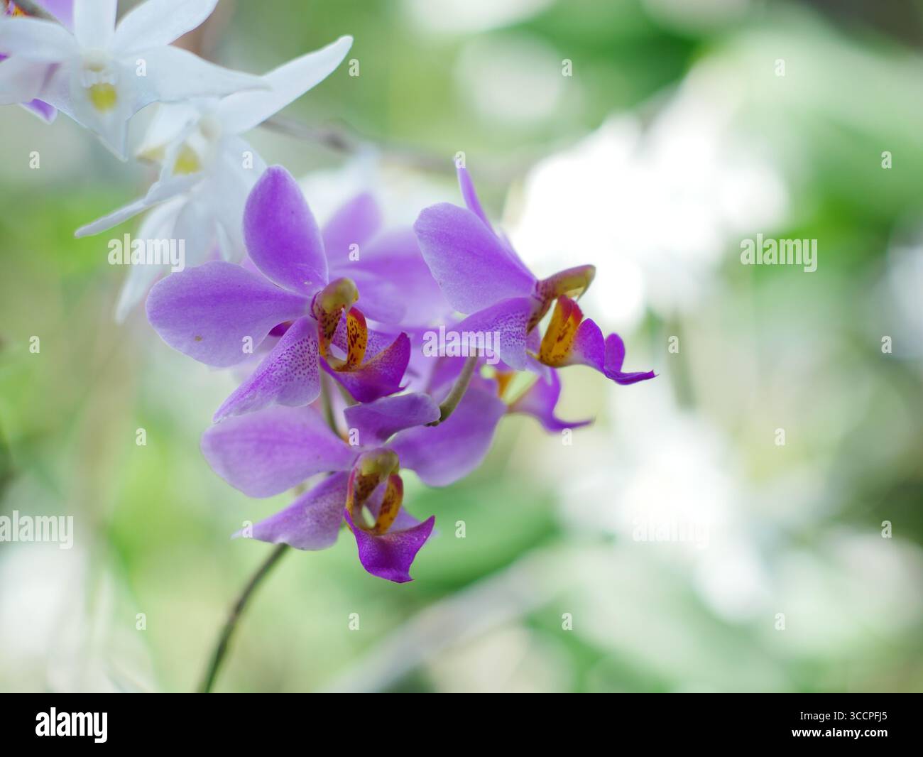 Deskripsi Singkat: Eine lebendige Nahaufnahme einer Ansammlung violetter Mottenorchideenblüten mit komplexen gelben und orangen Mittelpunkten, die gegen eine sanfte Oberfläche gestellt werden Stockfoto