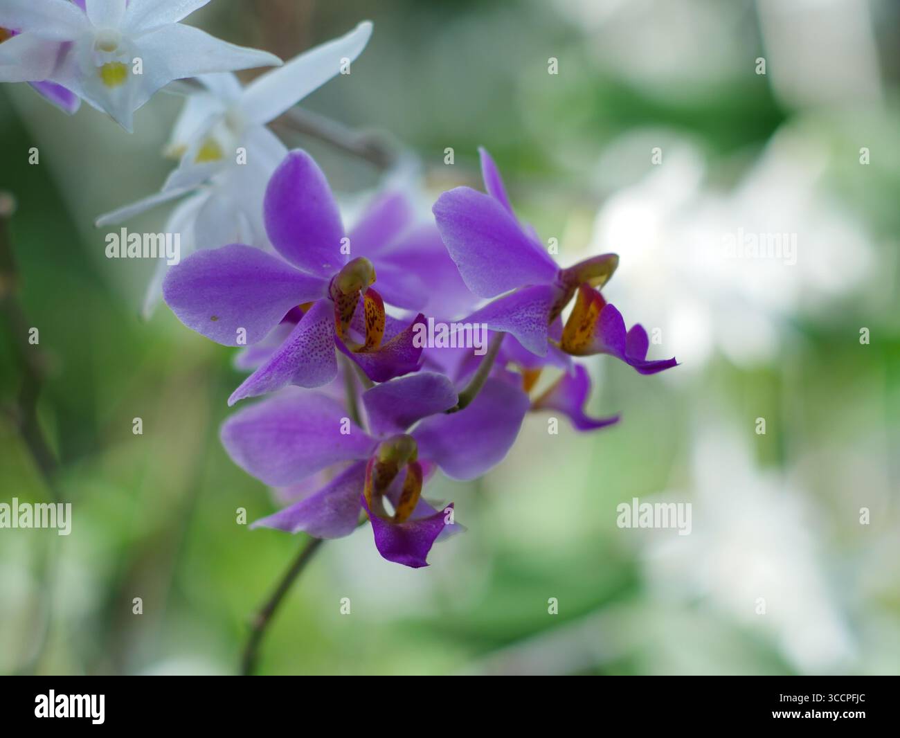 Deskripsi Singkat: Eine lebendige Nahaufnahme einer Ansammlung violetter Mottenorchideenblüten mit komplexen gelben und orangen Mittelpunkten, die gegen eine sanfte Oberfläche gestellt werden Stockfoto