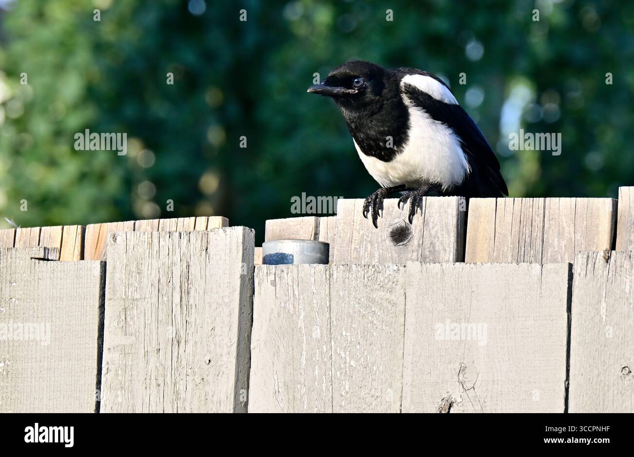 Eine schwarze Elster „Pica hudsonia“, die über einen Hinterhof-Zaun im ländlichen Edmonton Alberta Kanada blickt Stockfoto