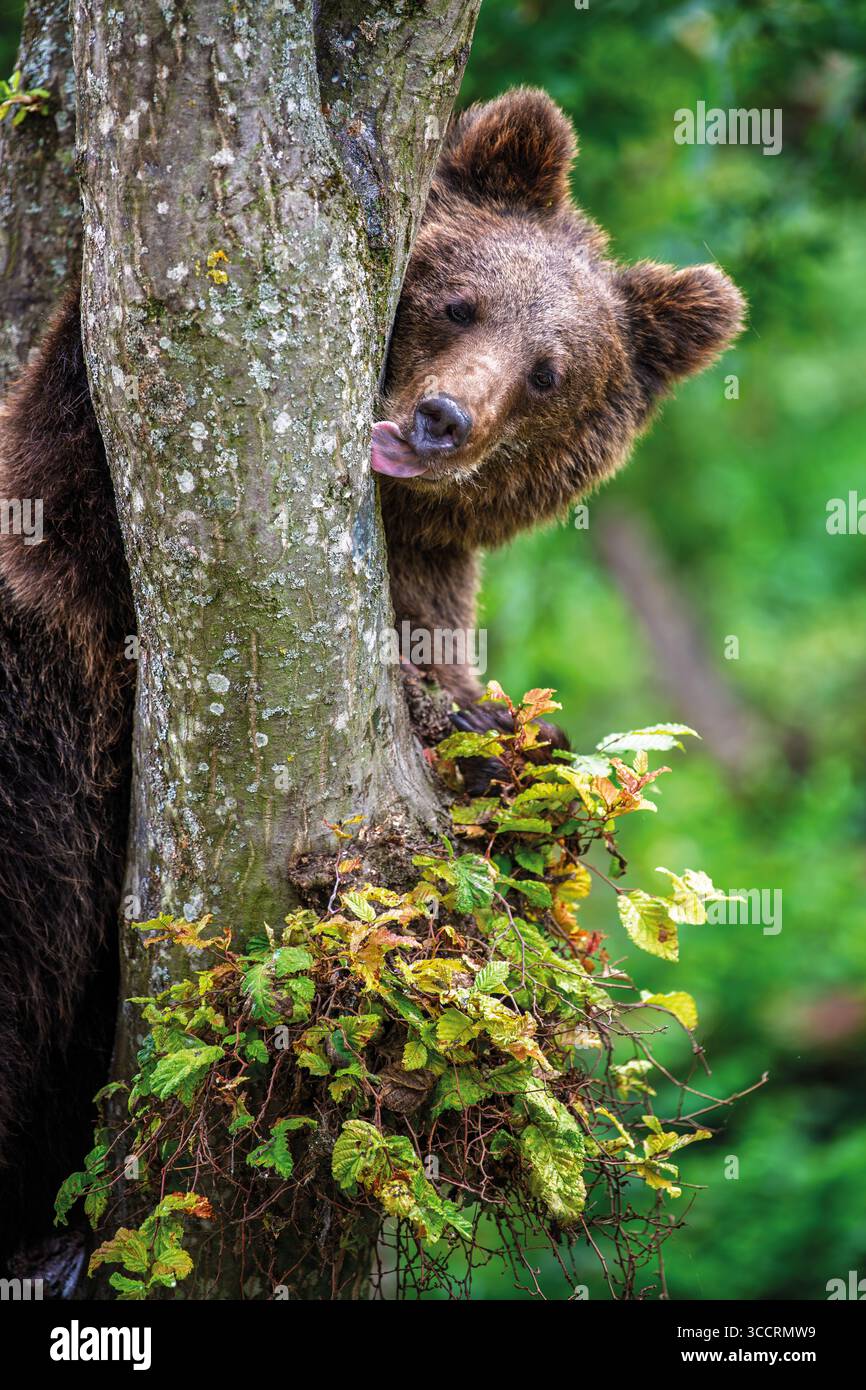 Junge Braunbärenjunge klammert sich an die Seite des Baumes. Tier im Naturraum. Tierwelt aus Europa Stockfoto