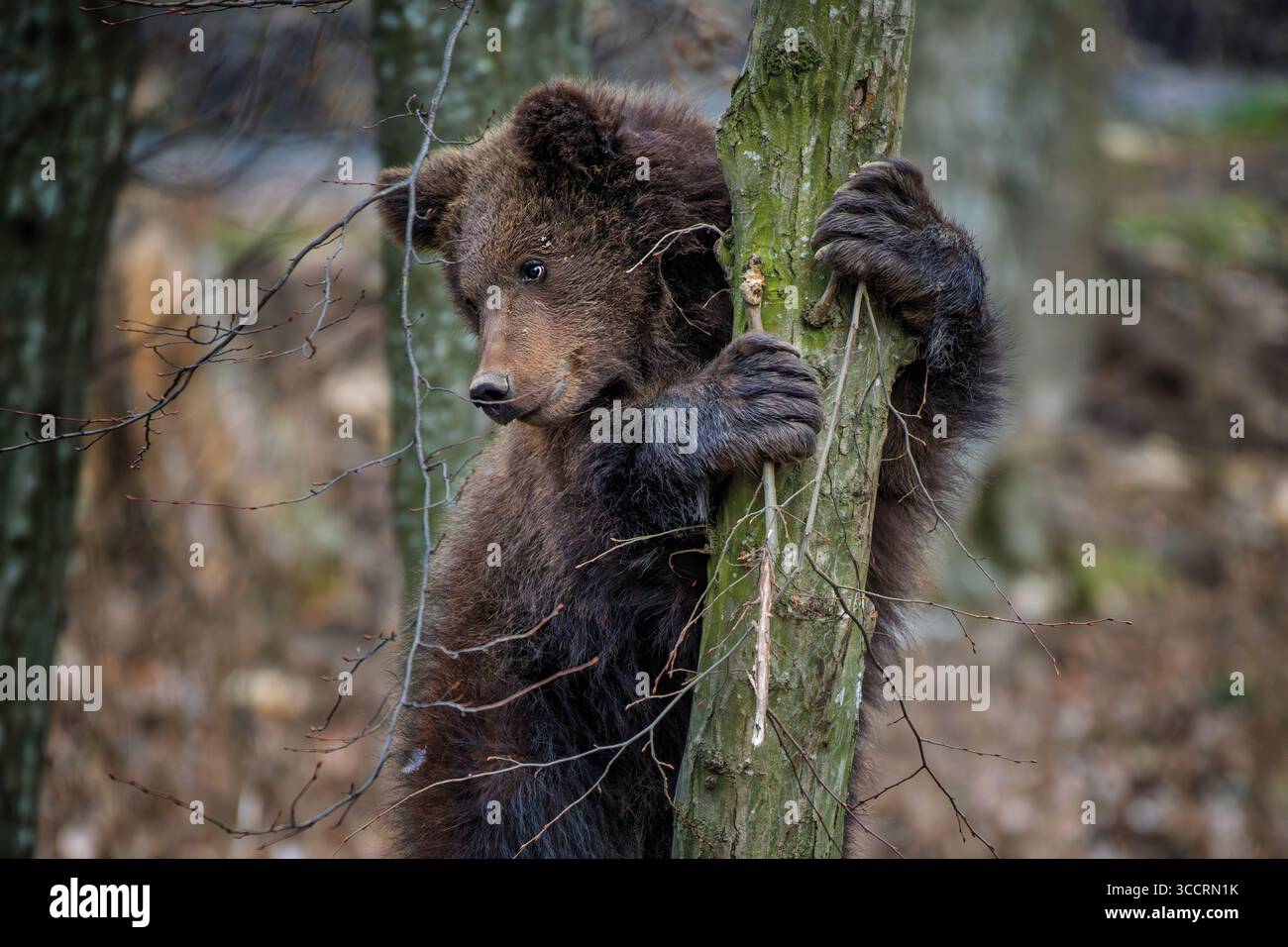 Junge Braunbärenjunge klammert sich an die Seite des Baumes. Tier im Naturraum. Tierwelt aus Europa Stockfoto