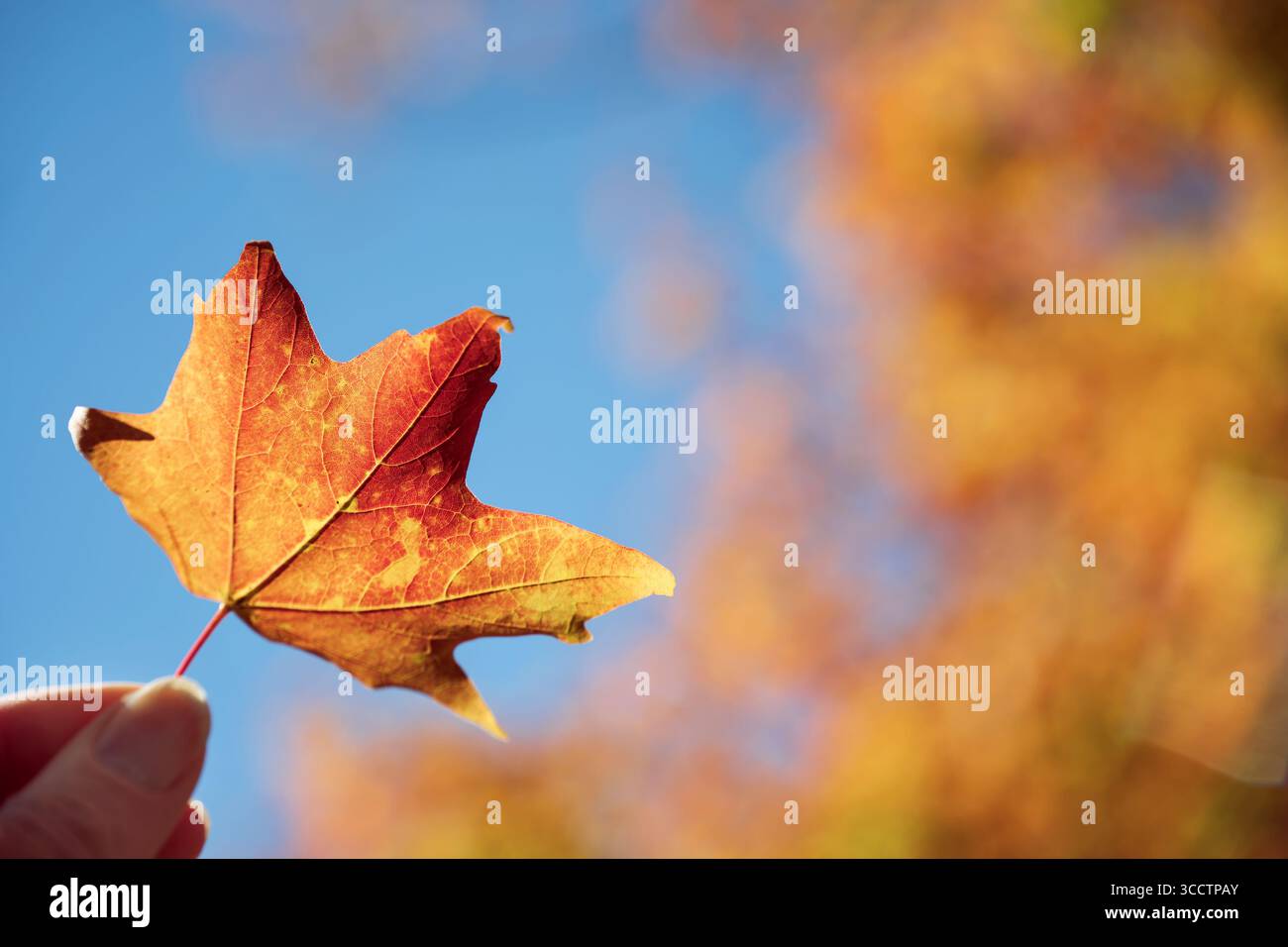 Nahaufnahme einer Hand, die im Herbst ein buntes Ahornblatt vor blauem Himmel hält. Herbstblattbokeh im Hintergrund. Kopierbereich. Stockfoto