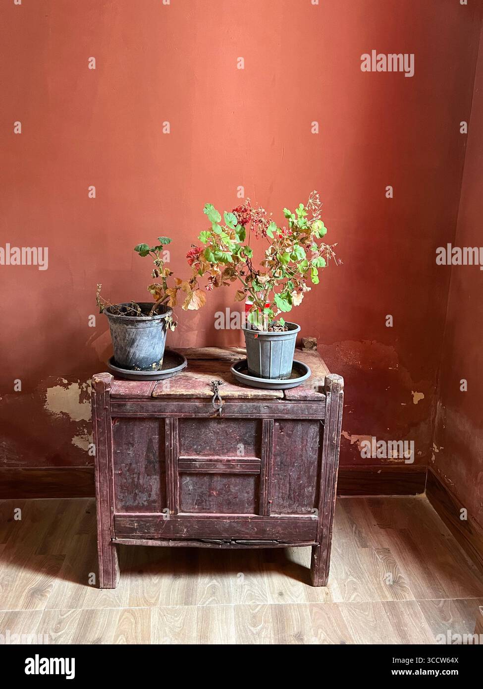 Eine alte rustikale Holzkiste mit zwei Topfpflanzen, die oben an einer strukturierten roten Wand mit abblätternder Farbe stehen. Stockfoto