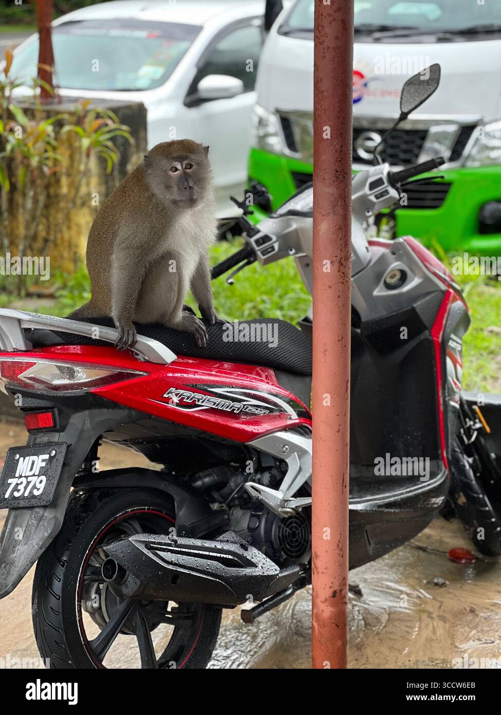 Ein wilder Affe sitzt auf einem roten Motorrad in Langkawi, Malaysia, und zeigt eine einzigartige Mischung aus Tierwelt und urbanem Leben. Stockfoto
