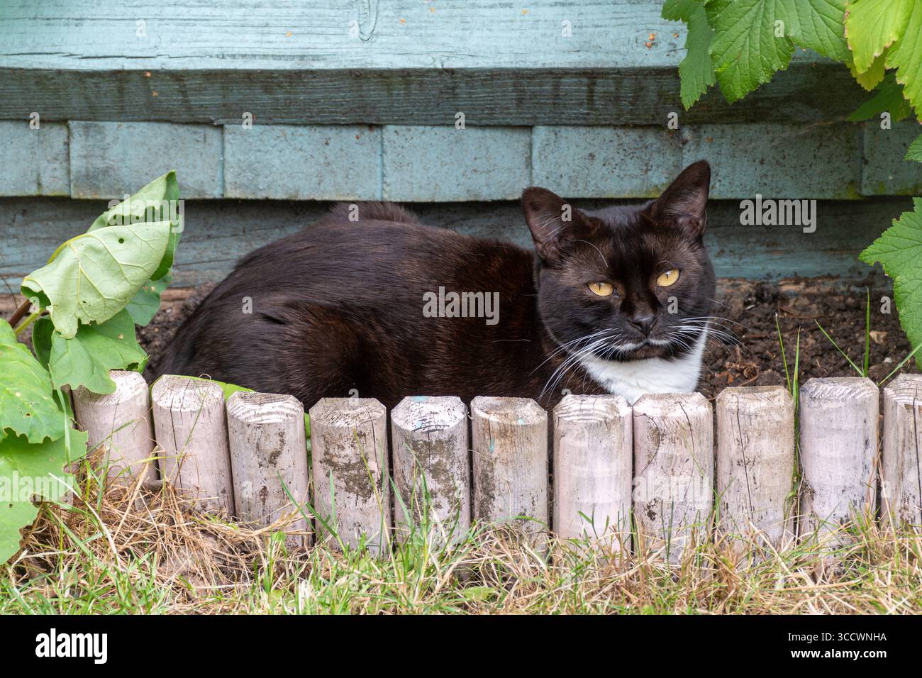 Schwarz-weiße Katze, die auf kühlem Boden im Schatten eines Gartenzauns in einem Hintergarten liegt Stockfoto
