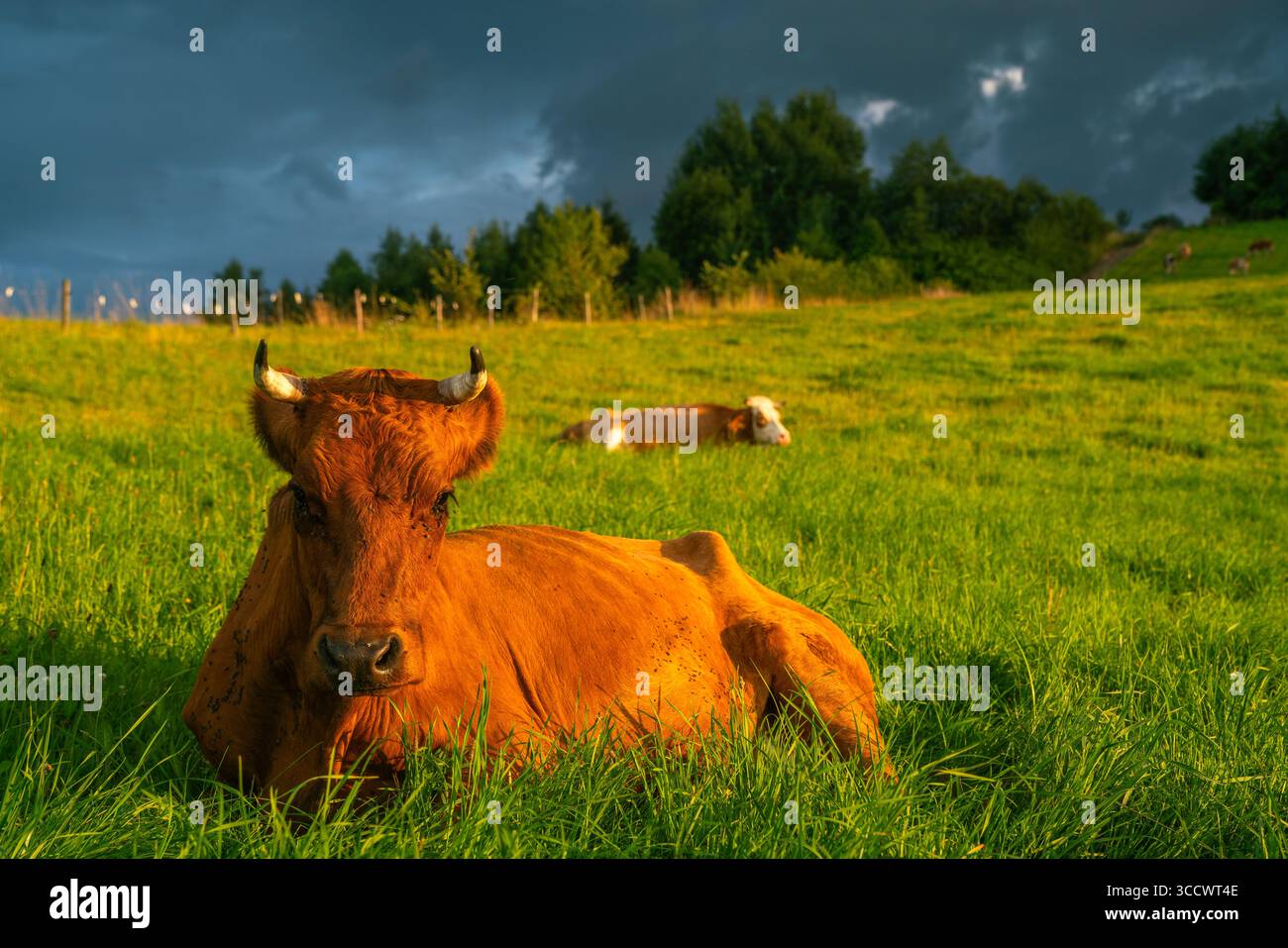 Kühe, die während eines nähernden Abendsturms auf einer Almweide grasen Stockfoto