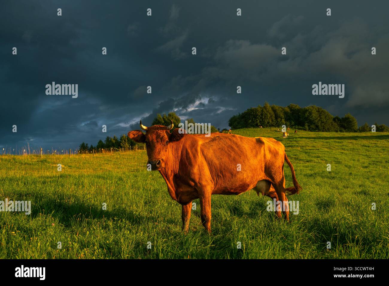 Kühe, die während eines nähernden Abendsturms auf einer Almweide grasen Stockfoto