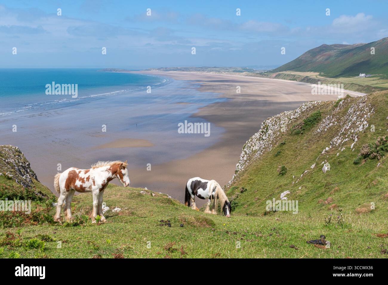 Walisische Bergponys auf der Rhossili Landzunge mit Blick auf den Rhossili Bay Beach, ein Schönheitsort auf der Gower Peninsula in Südwales, Großbritannien, im Sommer Stockfoto
