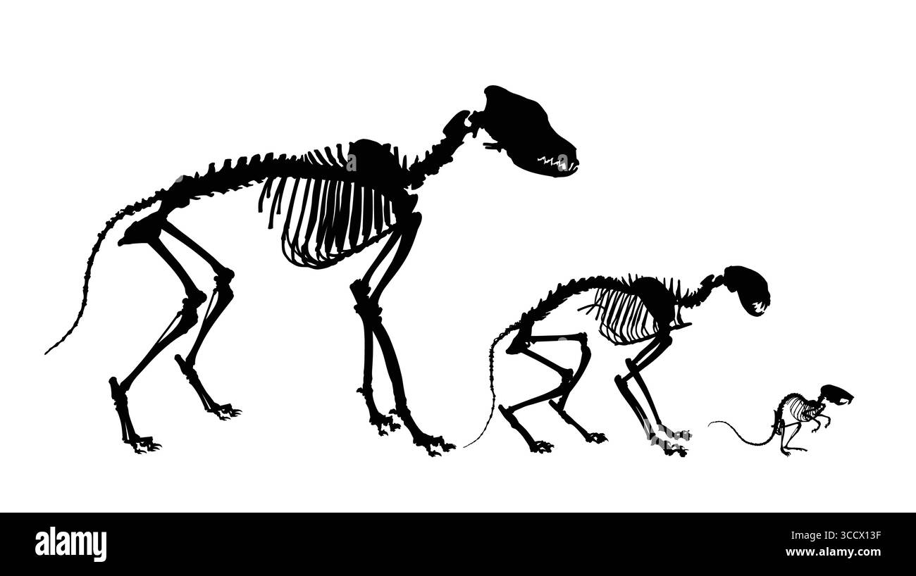 Die Skelette von Hund, Katze und Maus. Stock Vektor