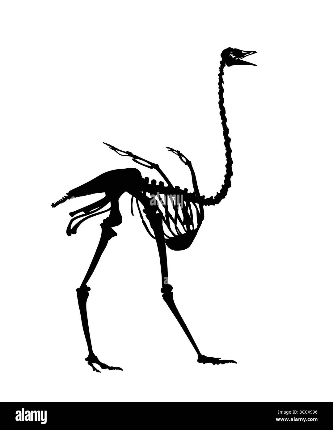 Die Silhouette des Straußskeletts. Stock Vektor