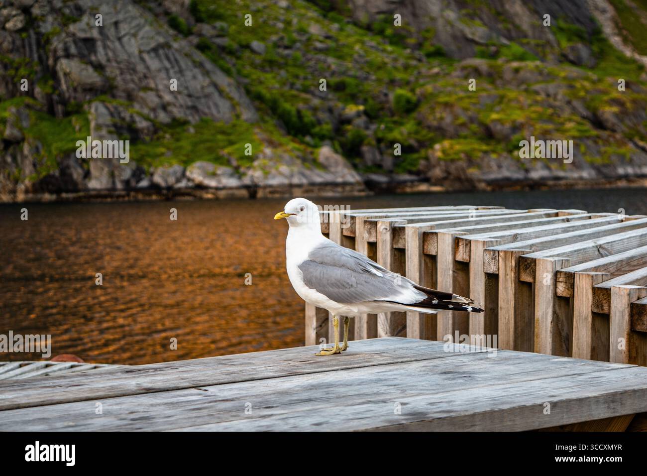 Nusfjord, ein kleines Fischerdorf auf den Lofoten-Inseln, von der UNESCO als Pilotprojekt zur Erhaltung der traditionellen norwegischen Architektur anerkannt Stockfoto