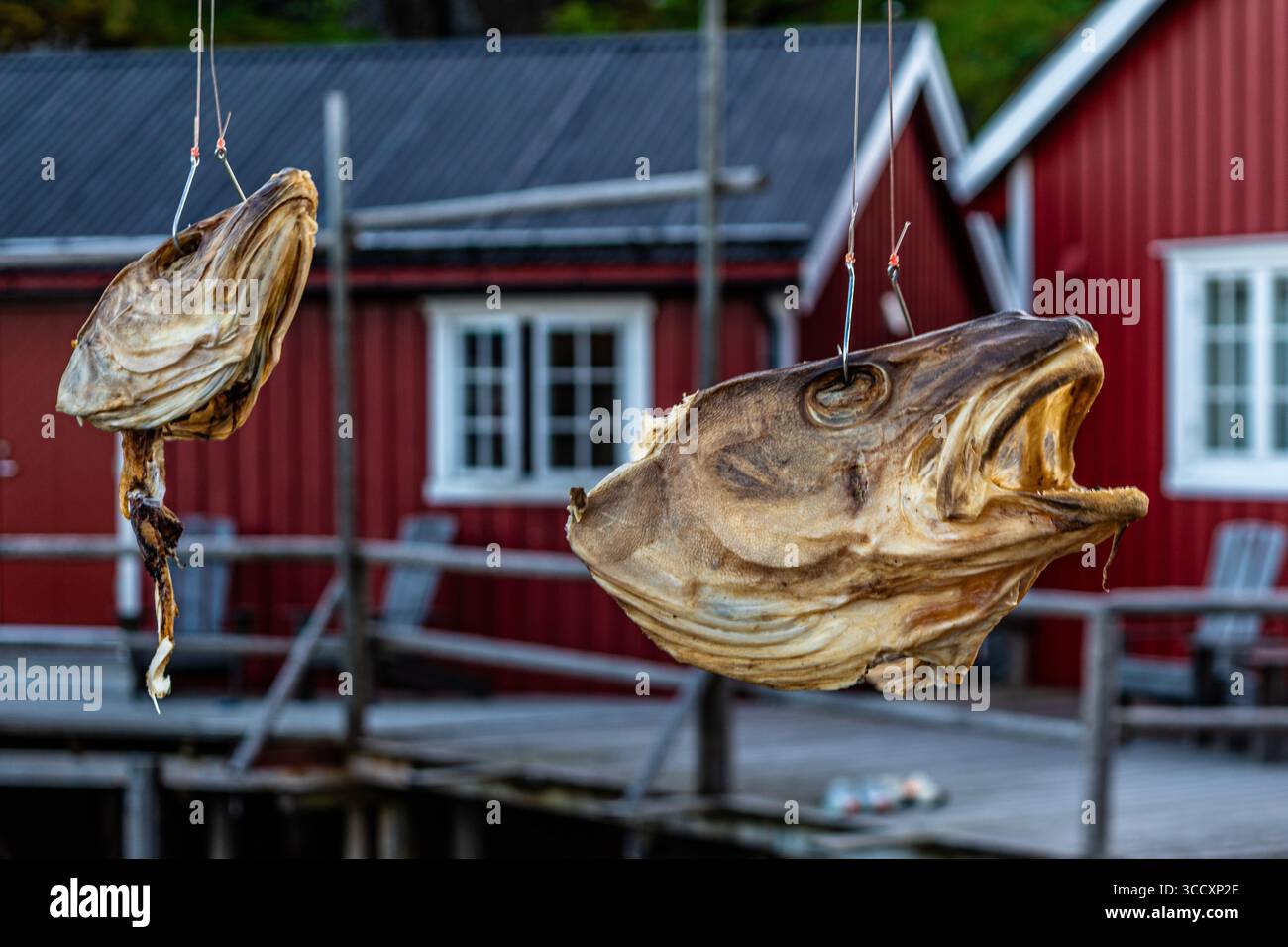 Nusfjord, ein kleines Fischerdorf auf den Lofoten-Inseln, von der UNESCO als Pilotprojekt zur Erhaltung der traditionellen norwegischen Architektur anerkannt Stockfoto