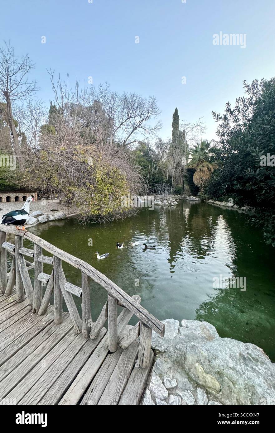 Malerischer Teich mit Enten und einer Holzbrücke im Botanischen Museum in den Nationalgärten von Athen. Stockfoto