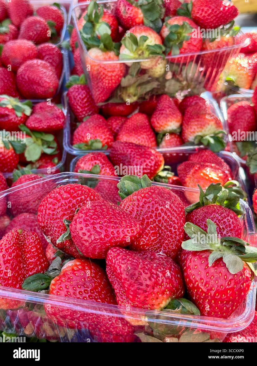 Frische Erdbeeren auf einem Straßenmarkt, bereit zum Verkauf in durchsichtigen Kunststoffbehältern. - Smartphone-aufgenommenes Stockfoto