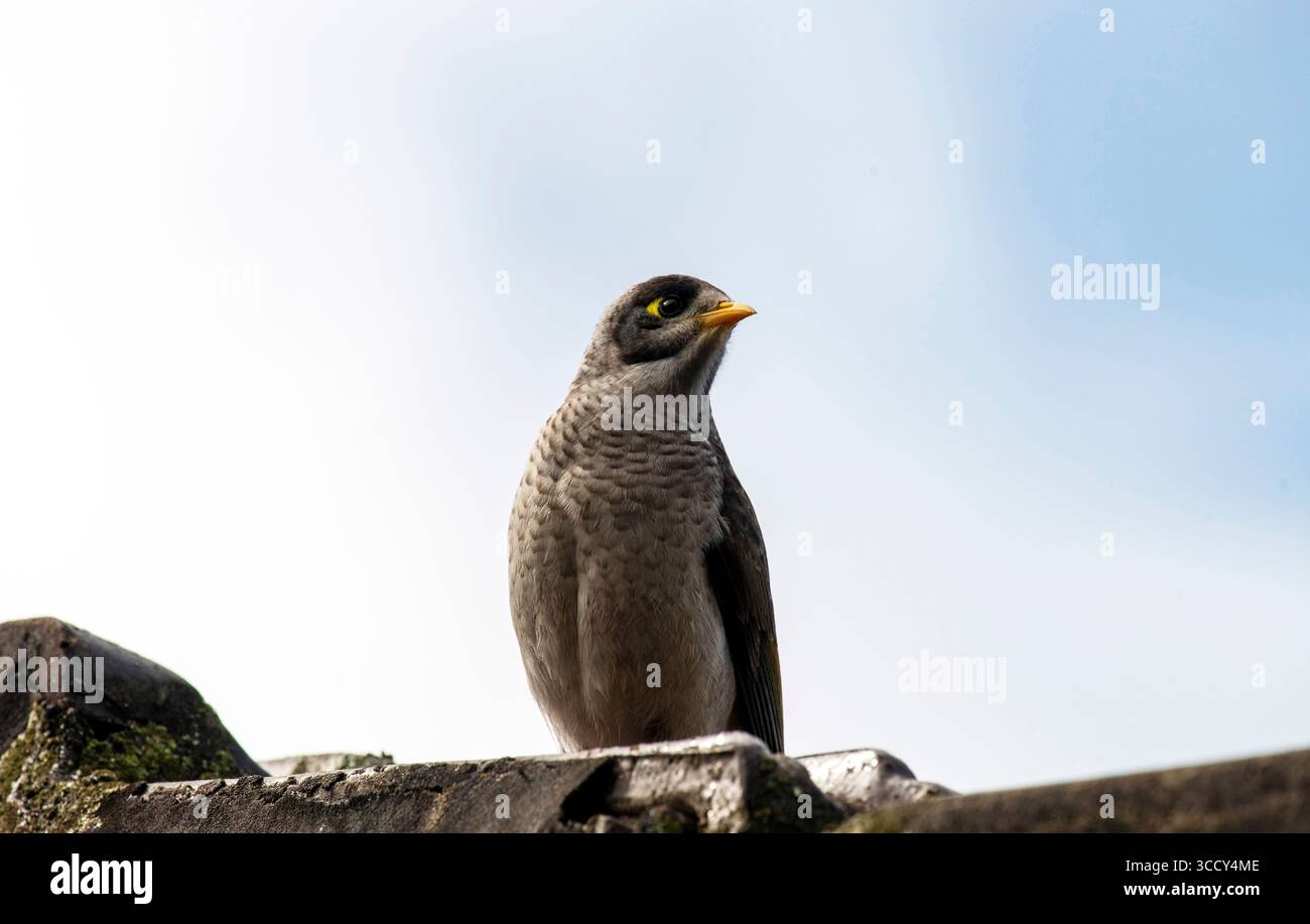 12. Juli 2022, Sydney, New South Wales, Australien: Australischer Noisy Miner (Manorina melanocephala), der auf einem Felsen in Sydney, New South Wales, Australien thront. Noisy Miners sind große Honeyeater, die in Gruppen leben, wobei jede Gruppe ein Gemeindegebiet stark verteidigt. Diese sind kühn und werden andere Vögel aggressiv angreifen und verjagen, selbst solche, die größer sind als sie selbst. (Foto: © Tara Malhotra/ZUMA Press Wire) Stockfoto