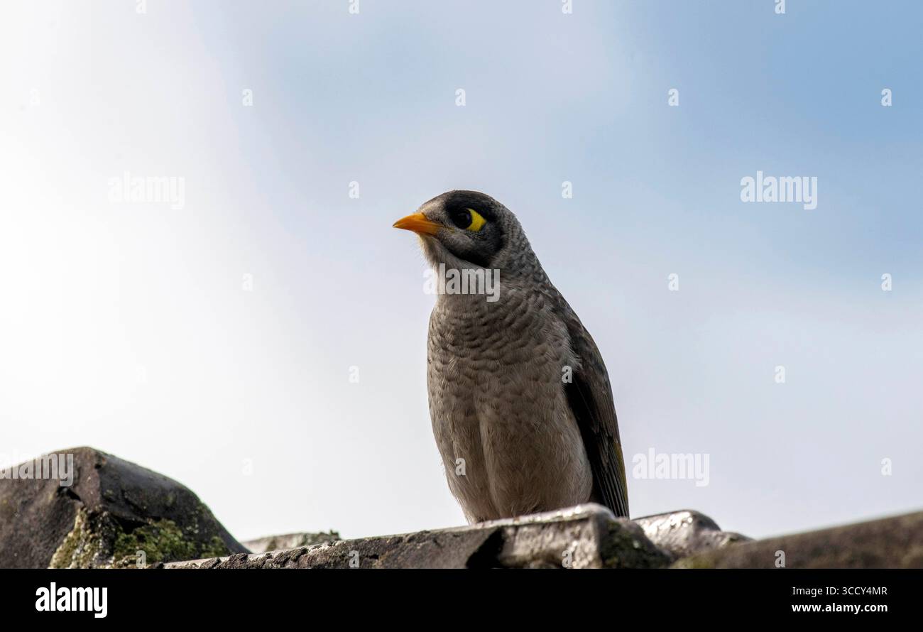 12. Juli 2022, Sydney, New South Wales, Australien: Australischer Noisy Miner (Manorina melanocephala), der auf einem Felsen in Sydney, New South Wales, Australien thront. Noisy Miners sind große Honeyeater, die in Gruppen leben, wobei jede Gruppe ein Gemeindegebiet stark verteidigt. Diese sind kühn und werden andere Vögel aggressiv angreifen und verjagen, selbst solche, die größer sind als sie selbst. (Foto: © Tara Malhotra/ZUMA Press Wire) Stockfoto