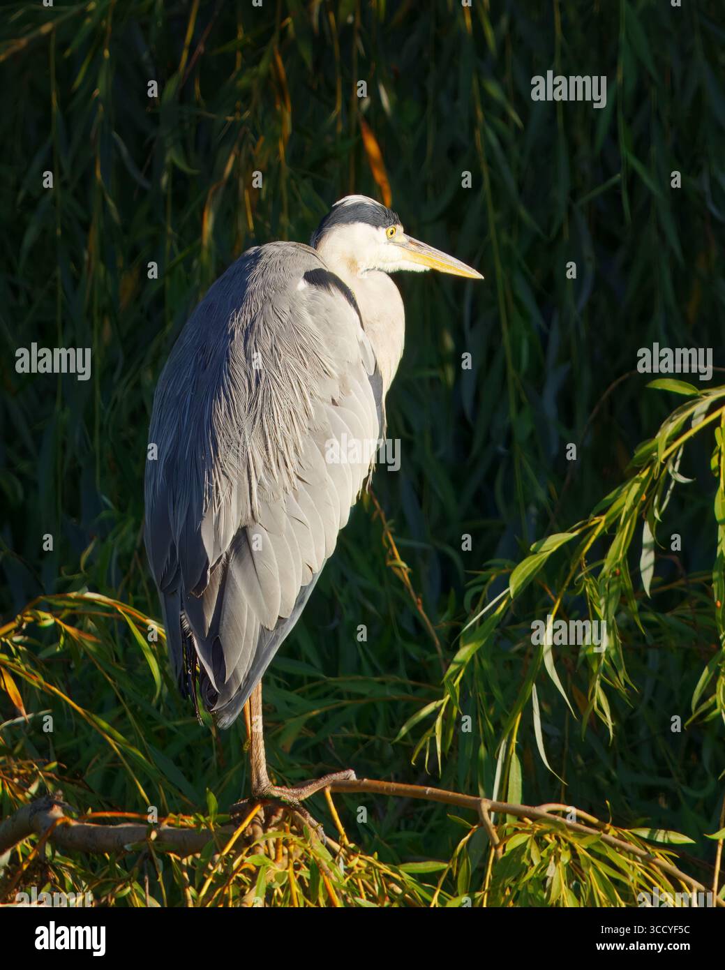 Grauer Reiher, Ardea cinerea in flasher Pose mit teilweise gespreizten Flügeln, wärmt den Körper in hellem Morgensonnenlicht, schafft eine dramatische Silhouette und ein hohes C Stockfoto