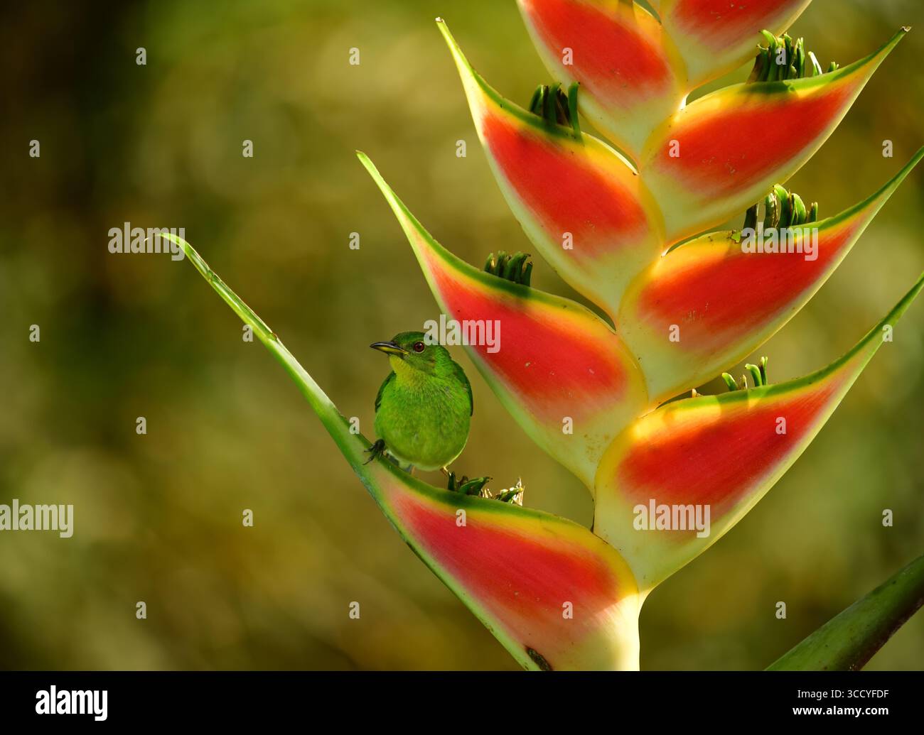 Grüner Honeycreeper (Chlorophanes spiza) in einer wunderschönen Helikonia-Blüte. Valle del Cauca, Kolumbien Stockfoto
