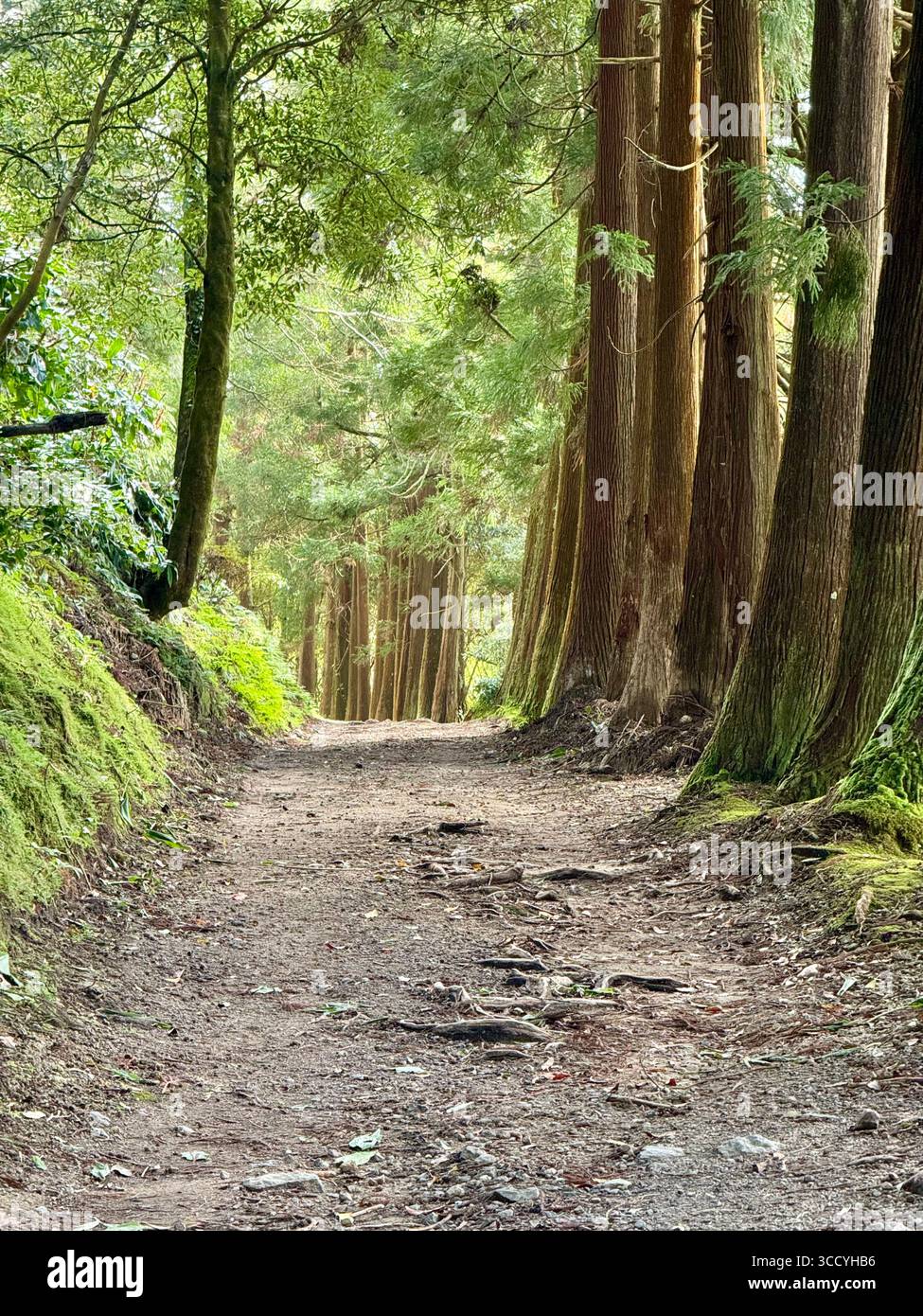 Wandern auf dem Rundweg rund um den Furnas-See, umgeben von üppigem Grün auf den Azoren. - Smartphone-aufgenommenes Stockfoto