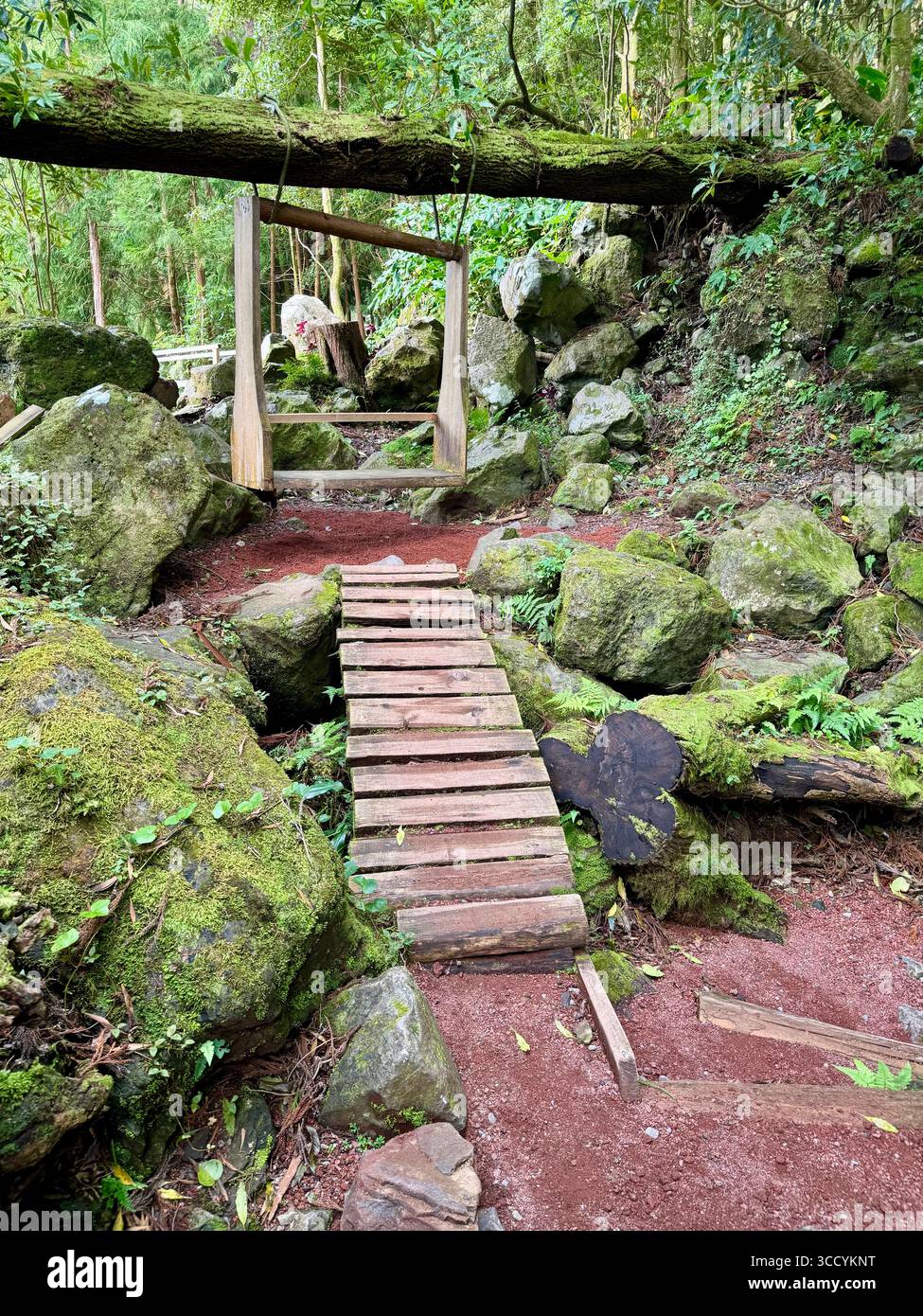 Naturlehrpfad mit Treppen und üppigem Grün im Grená Park, Insel São Miguel, Azoren, Portugal. Stockfoto