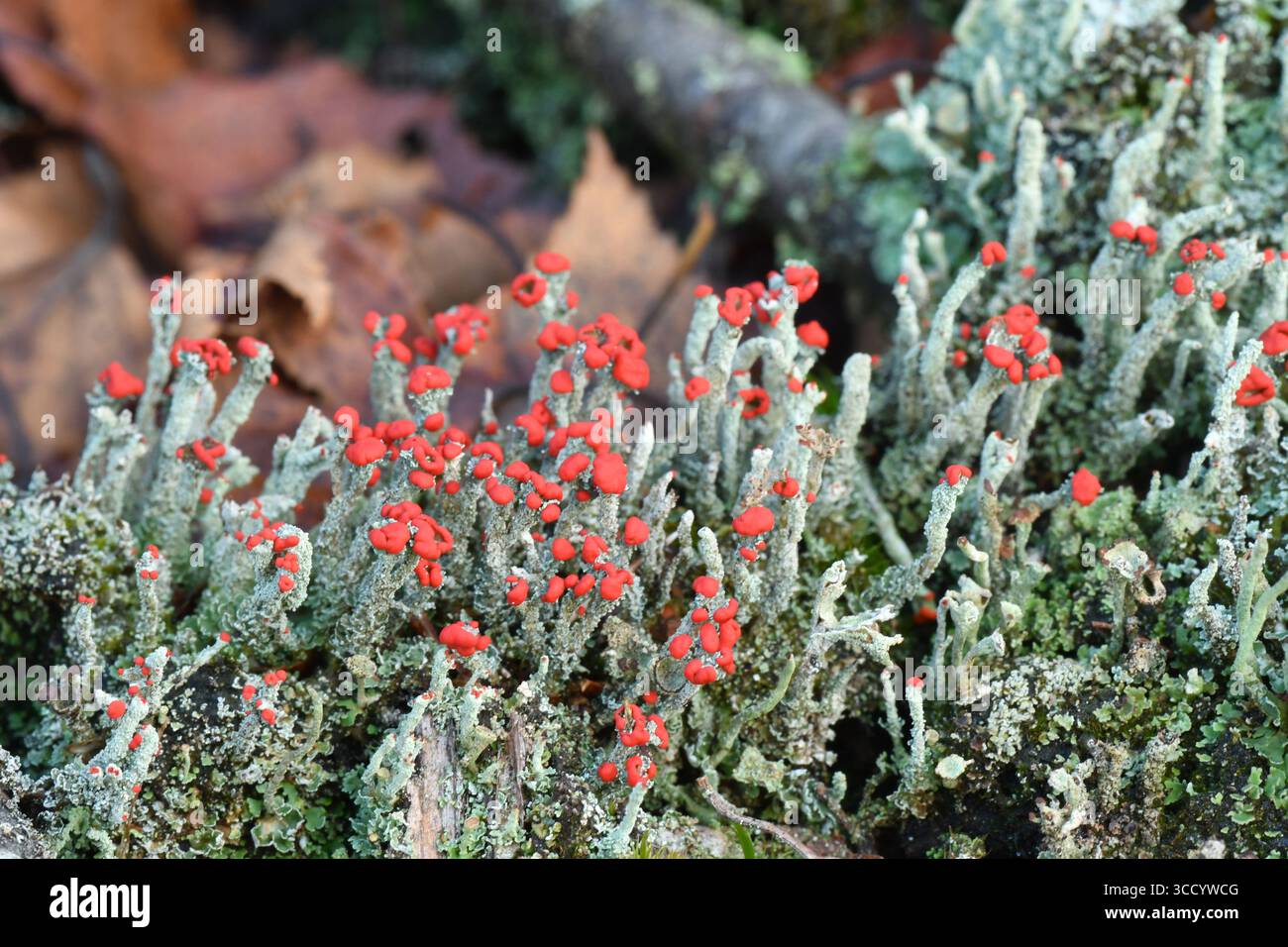 Die hellroten Fruchtkörper der Flechte „Cladonia Floerkeana“ wachsen auf den verrottenden Baumstümpfen in einem Wald an der Grenze zu Somerset Wiltshire. Stockfoto