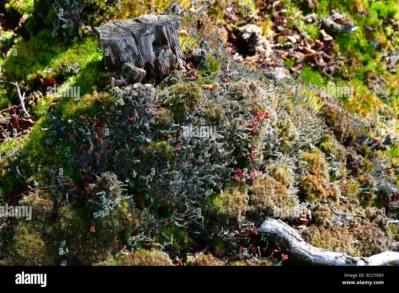 Die hellroten Fruchtkörper der Flechte „Cladonia Floerkeana“ wachsen auf den verrottenden Baumstümpfen in einem Wald an der Grenze zu Somerset Wiltshire. Stockfoto