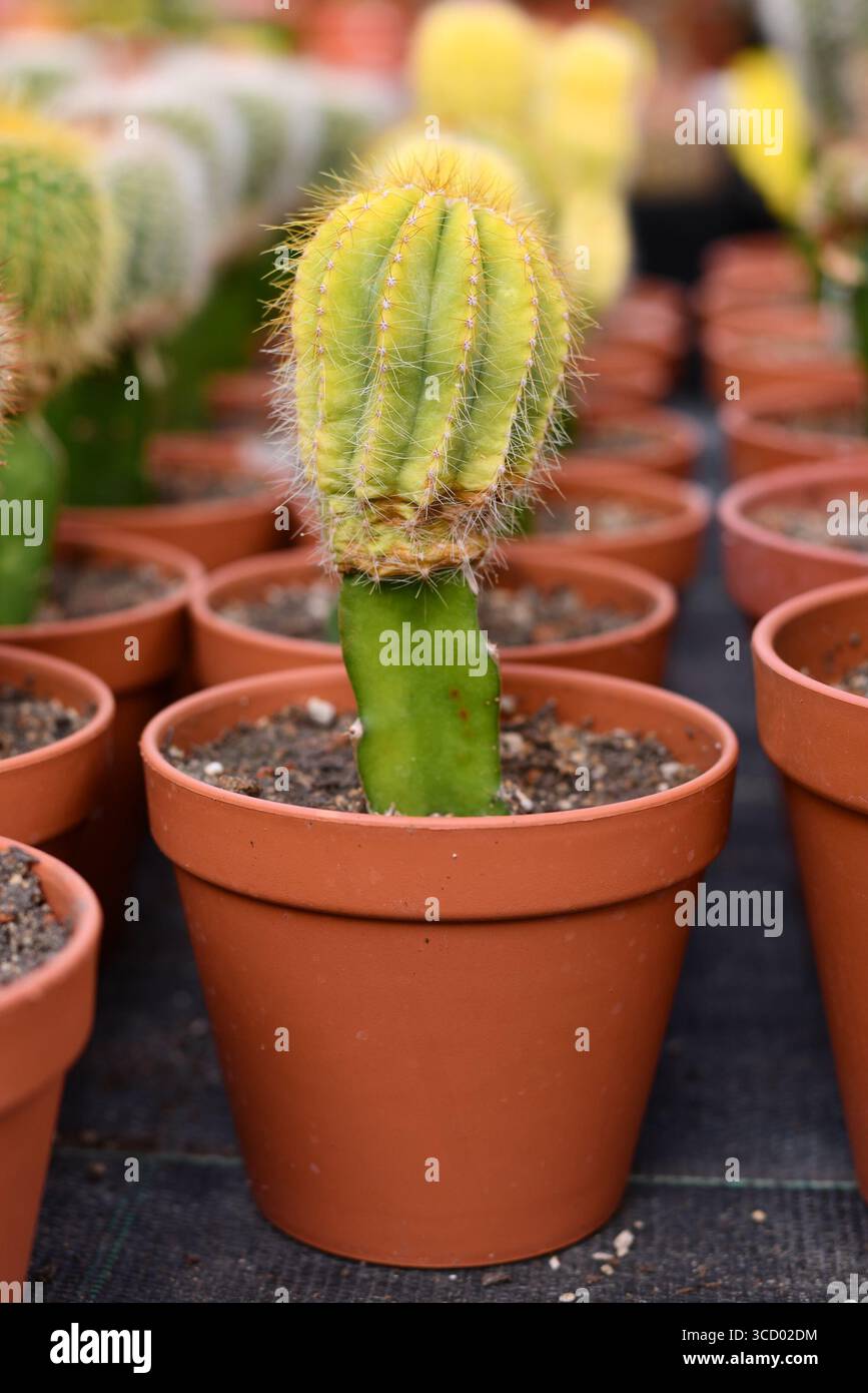 kaktus weiße haare Notocactus scopa albispinus