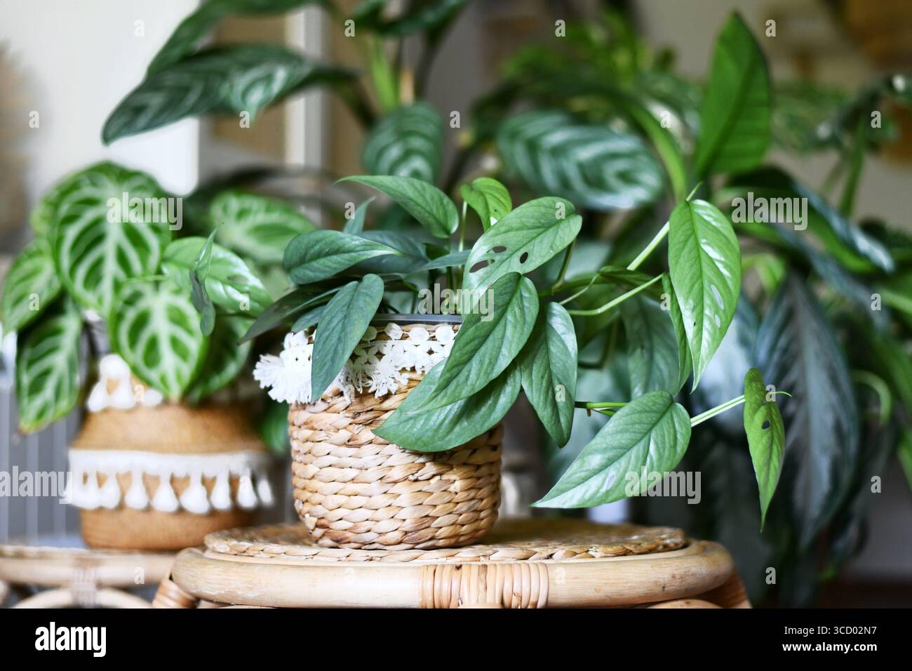 Tropische „Epipremnum pinnatum Cebu Blue“-Zimmerpflanze mit silberblauen Blättern mit anderen Zimmerpflanzen im urbanen Dschungel im Wohnzimmer Stockfoto