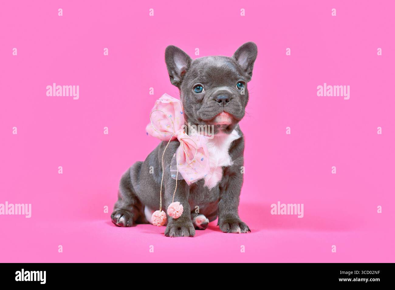 Blauer französischer Bulldog Hündchen mit Band vor rosa Hintergrund Stockfoto