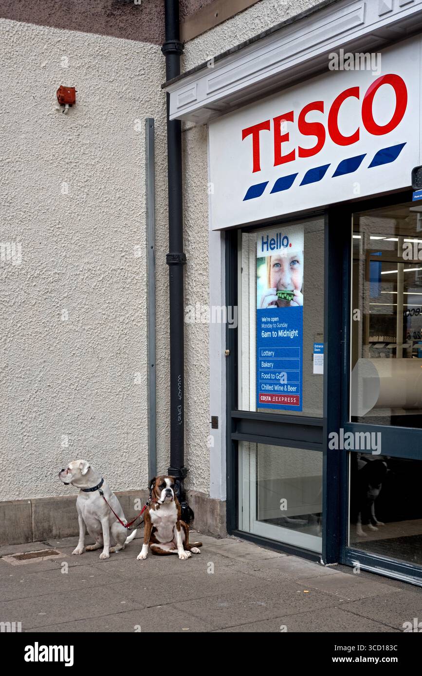 Zwei Hunde warten vor einem Tesco-Laden in der Nicolson Street, Edinburgh, Schottland, Großbritannien. Stockfoto