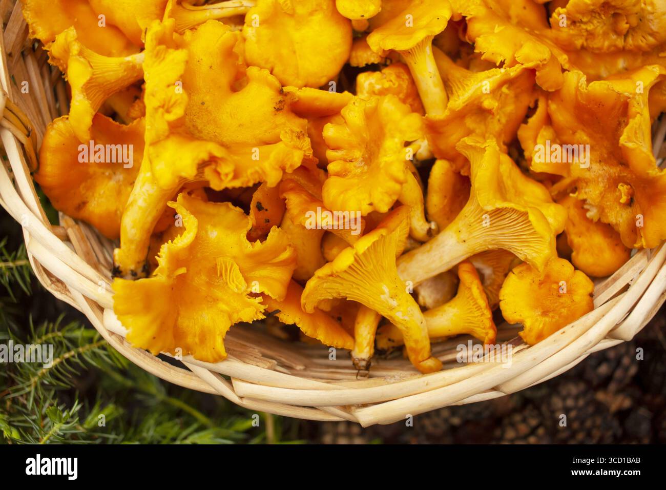Korb voll mit Pfifferlingen. Draufsicht. Stockfoto