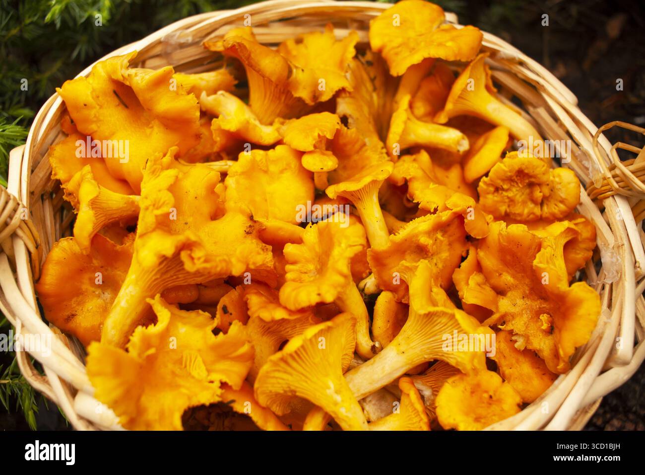 Korb voll mit Pfifferlingen. Draufsicht. Stockfoto