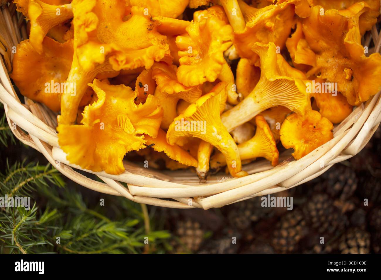 Korb voll mit Pfifferlingen. Draufsicht. Stockfoto