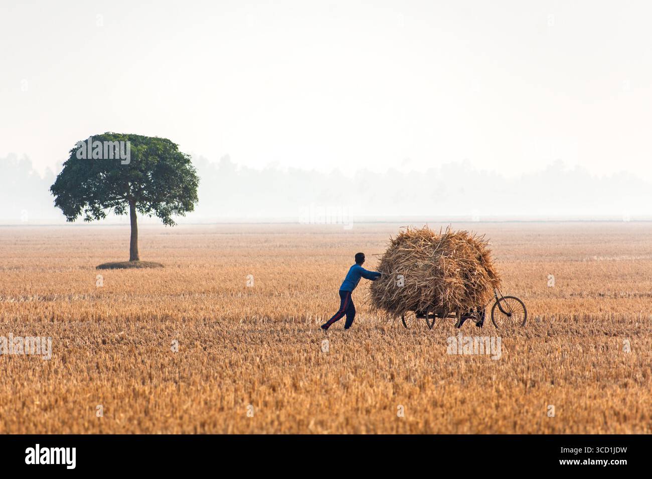 Bogura, Bangladesch - 24. Dezember 2018: Blick auf eine einsame Figur, die einen Wagen mit goldenem Heu über ein riesiges Feld schiebt, unter dem wachsamen Blick eines einsamen Baumes. Stockfoto